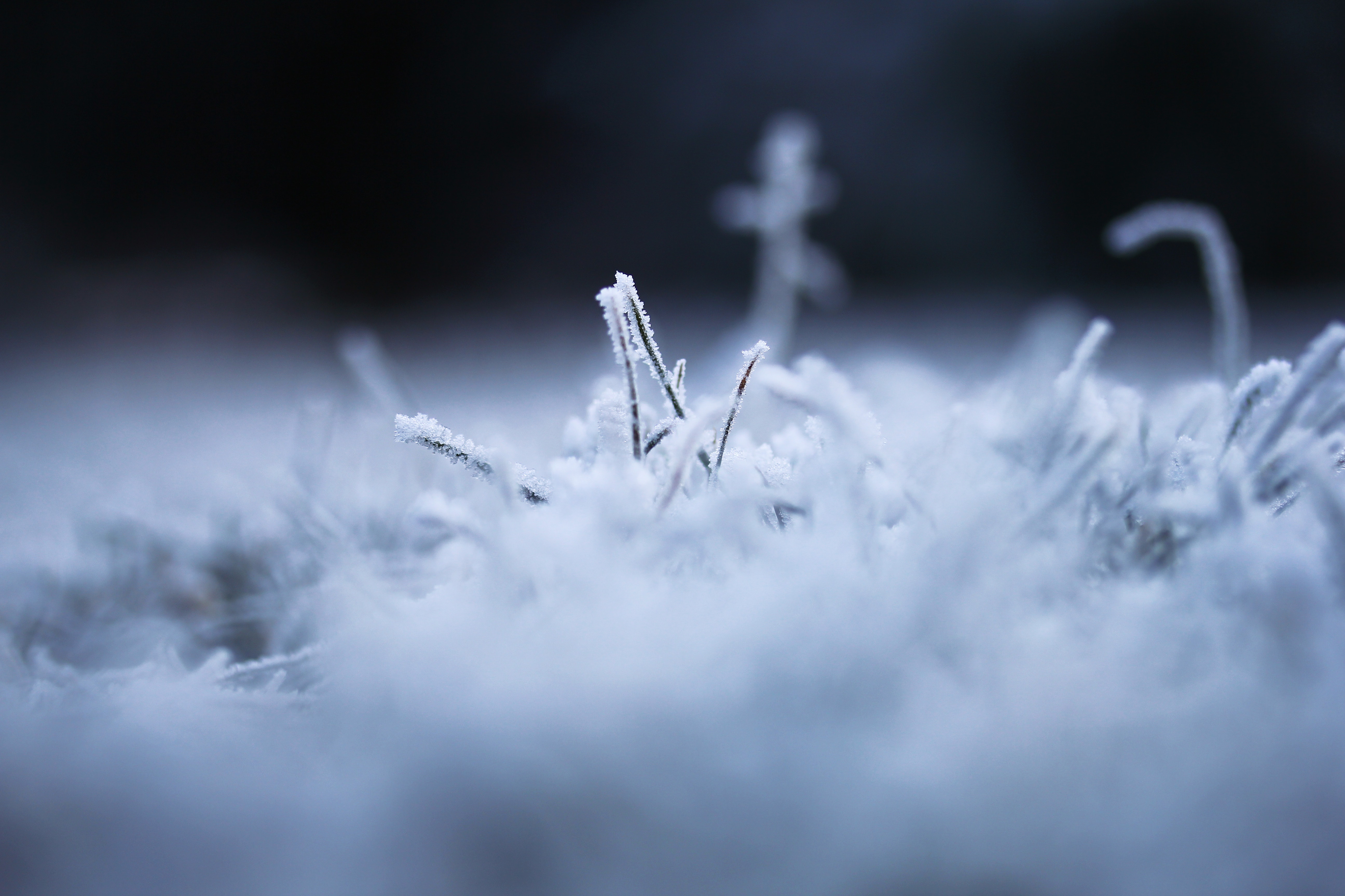 blur-blurred-background-carpet
