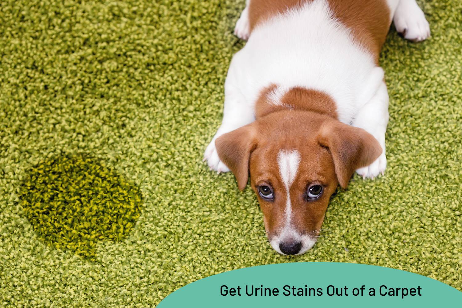 Ultimate Guide To Getting Rid Of Urine Odor From Carpet - My Fair