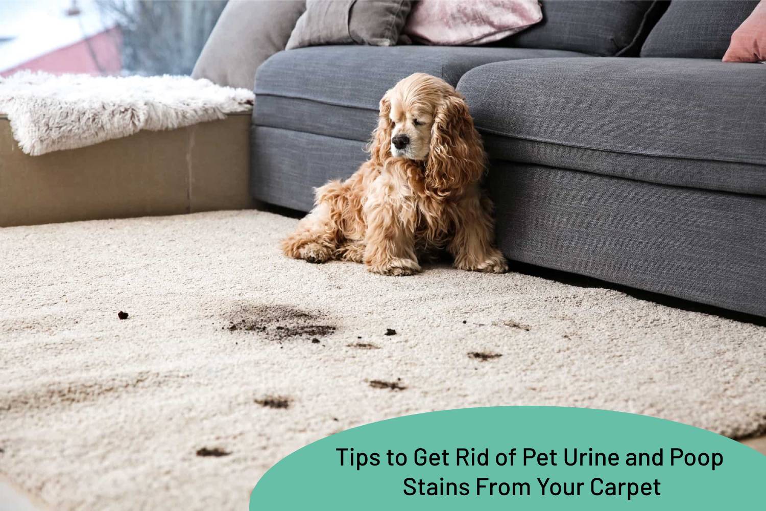 Tips To Get Rid Of Pet Urine And Poop Stains From Your Carpet - My