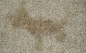 Urinfleck auf Teppich